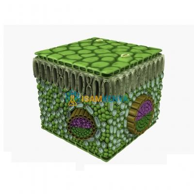 Leaf Anatomy Model