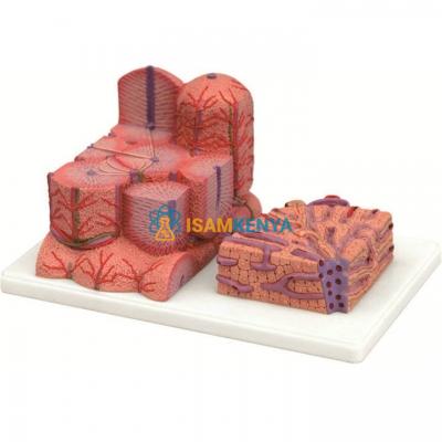 Liver Micro