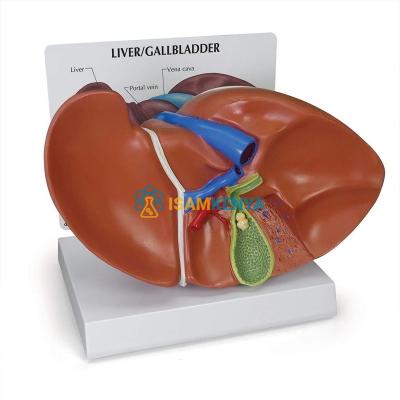 Liver Section With Gall Bladder