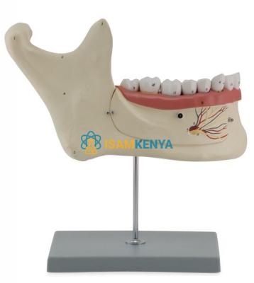 Lower Jaw Model- 6 Parts