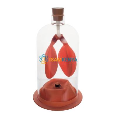 Lung Demonstration Model