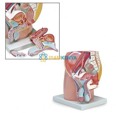 Male Pelvis Model 4 Parts