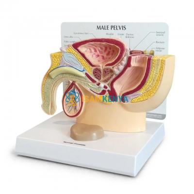 Male Pelvis Section Model