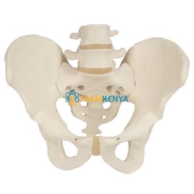 Male Skeletal Pelvis Model