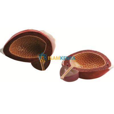 Male Urinary Bladder with Prostate 2 Parts