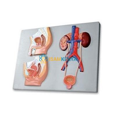 Median Section of Male and Female Urinary Tracts Model