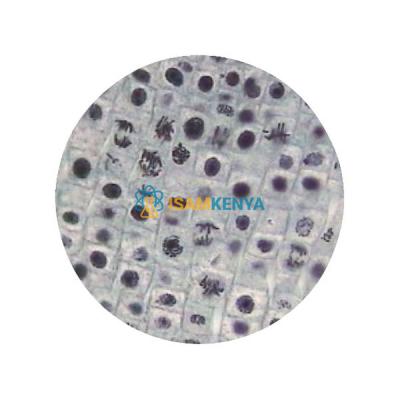 Meiosis Microslide