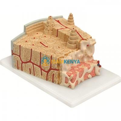 Micro Anatomy Bone Structure Model