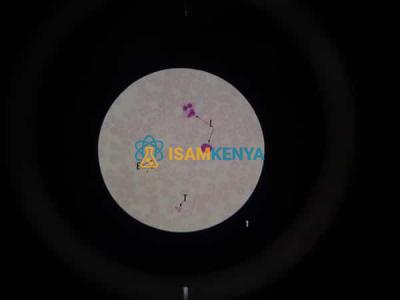 Microslide The Circulatory System