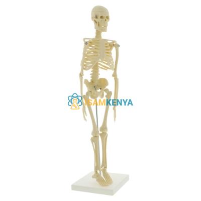 Mini Skeleton