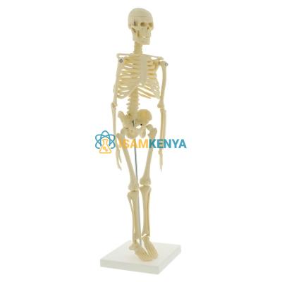 Mini Skeleton Model
