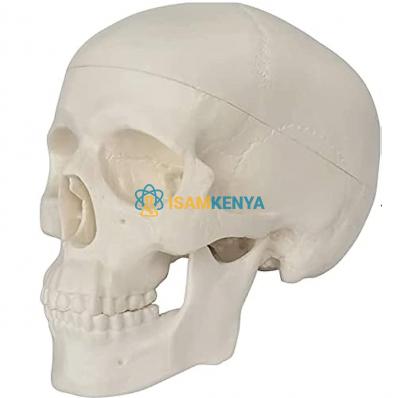 Mini Skull Model, 3 Part