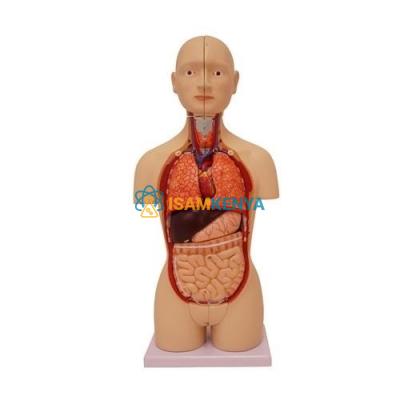 Mini Torso Dual-Sex Model