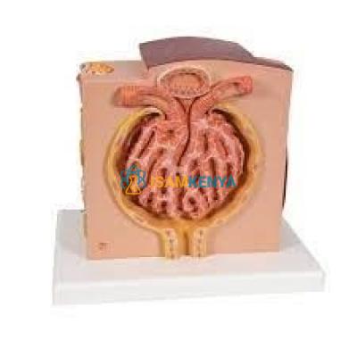 Mircro Kidney