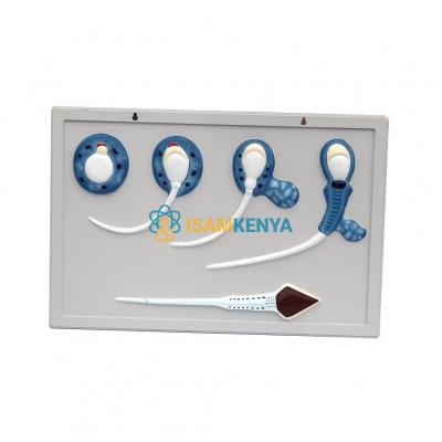 Model of Fetal Development