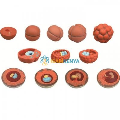 stages of development of embryo model