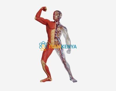 Model of Human muscle Mini Size