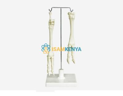Model of Sheep Leg Upper and Lower