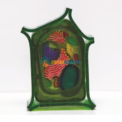 Model of plant cell