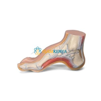 MuDAes of Foot Model