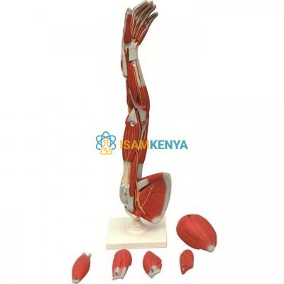Muscles of the Human Arm