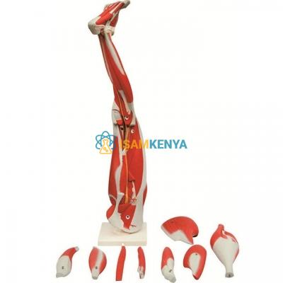 Muscles of the Human Leg, 9 Parts