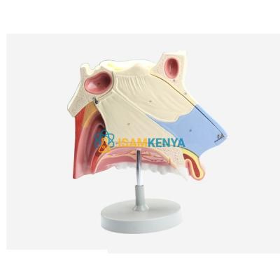 Nasal Cavity 3 Parts