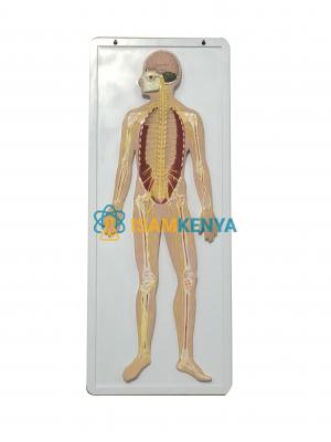 Nervous System