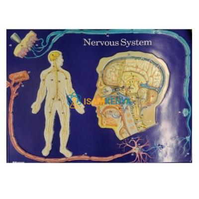 Nervous System Model