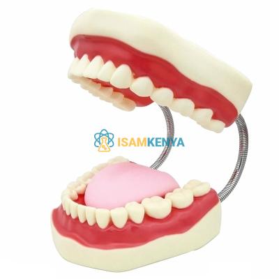 Oral Hygiene Model