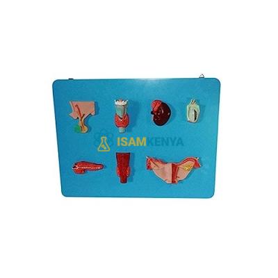 Organs of The Endocrine System Model