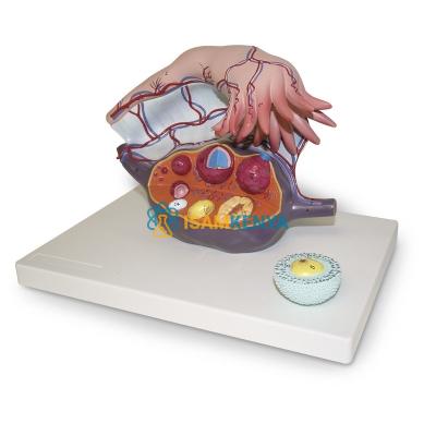Ovary Structure Model