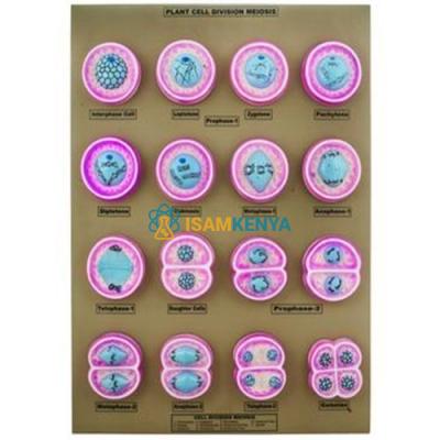 Plant Mitosis Cell Division Model