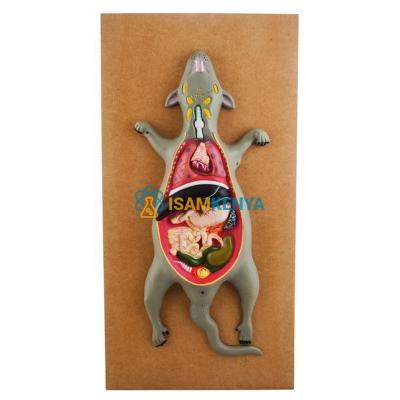 Rat Dissection Model