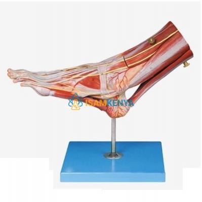 Regional Anatomy of The Foot Model