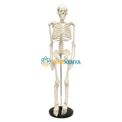 Skeleton Model