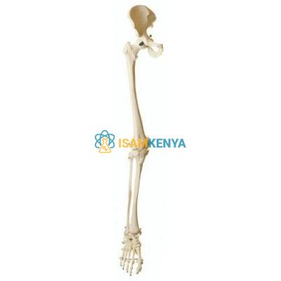 Skeleton of Lower Limb with Half Pelvis