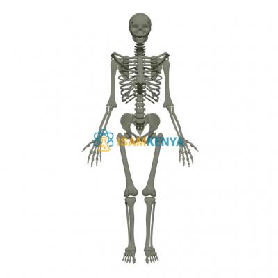 Skeleton of The Human Trunk