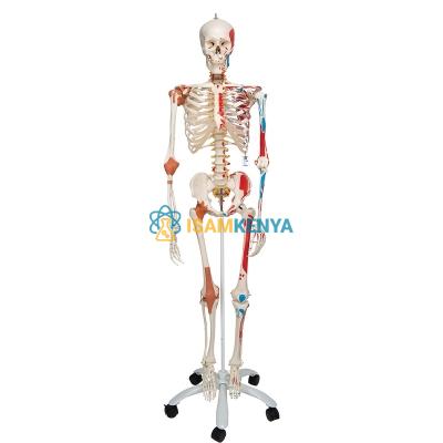 Skeleton with Joints Model