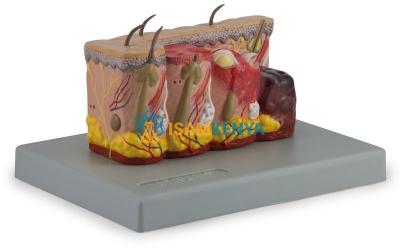 Skin Pathology Models
