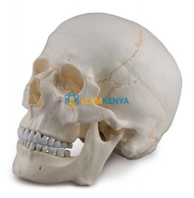 Skull With Blood Vessels Model 3 Part