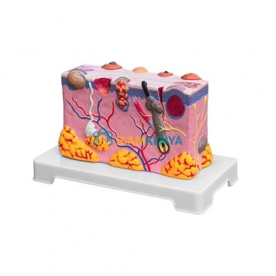 Small solid health Skin