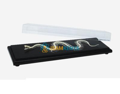 Snake Skeleton