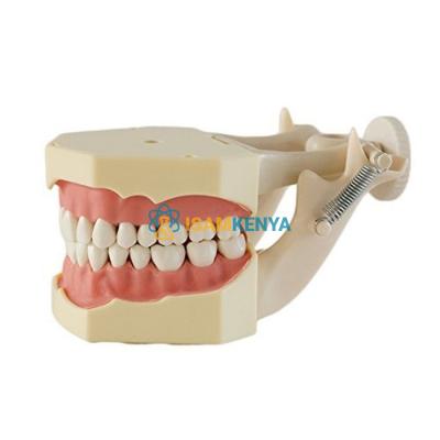 Standard Teeth Model