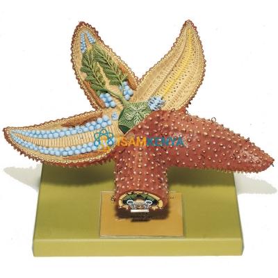 Star Fish Model