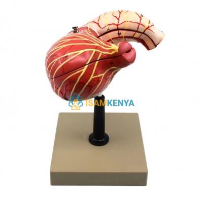 Stomach Model, 2 Parts