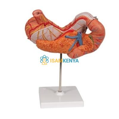 Stomach and Associated Organs Model