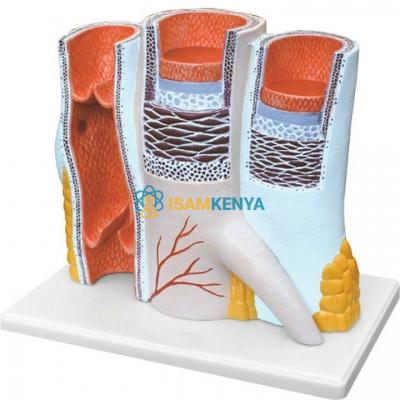 Structure of Artery and Vein