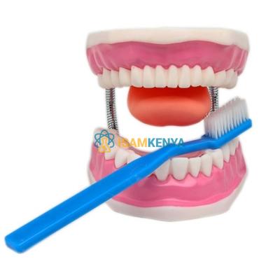 Teeth Dental Care Model