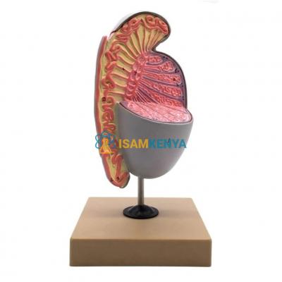 Testis Model